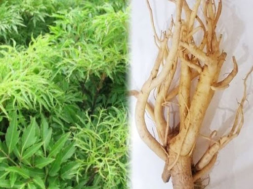 Bài thuốc từ rễ cây đinh lăng được sử dụng phổ biến